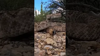 Rattlesnake closeup #snake