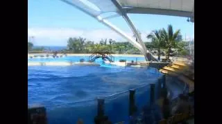 Killer whales show - Loro Parque - Tenerife - Part 1