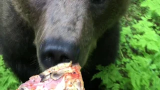 Bear chasing pizza. Bear runs after a man. Meanwhile in russia