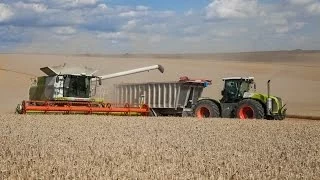 CLAAS LEXION 770 / CLAAS XERION 5000 & XERION 3800 - big harvest 100% Claas