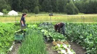 Mat-Su Farm Tours: Kenley's Alaskan Vegetables