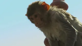 Baby monkey learns to swim and tries a high dive  Spy in the Wild  BBC 1080p