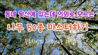 한국의 나무 - 4월 성남 분당 동네 뒷산 불곡산의 나무 50종을 구별하는 핵심 key