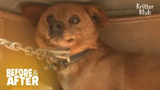 Dog Lost All Hope When He Lost His Only Friend (Part 2) | Before & After Makeover Ep 9