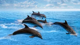 MUSICA RELAJANTE DEL MAR, SONIDO DE LOS DELFINES Y EL OCEANO