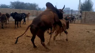 Red young cow vs राठी Bull full hd  meeting video Animals Volg Info