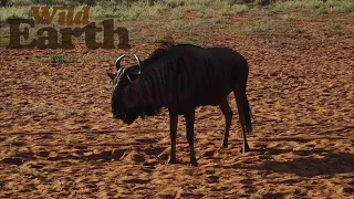 WildEarth - Sunset - 16 April 2021