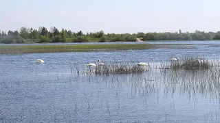 В озере под Сыктывкаром обосновалась стая из 25 лебедей
