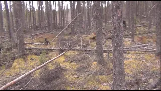 Канадские отшельники. Часть 816. Перепутенцы, и солярку в квадрик. И по лесам.