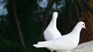 Два белых крыла 🕊, Two white wings New 2019
