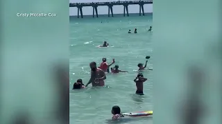 Video shows a shark swimming dangerously close to people - Navarre Beach in Pensacola Beach, Florida