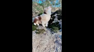 Tik Tok Chó Phốc Sóc Mini 😍 Funny and Cute Pomeranian #shorts #43