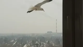 Сизая чайка   Larus canus