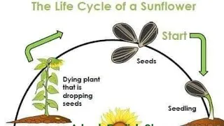 THE LIFE CYCLE Of A SUNFLOWER//for all students and aspirants/begins and ends with a seed.