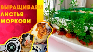 Выращиваем морковные листья/ПИТАНИЕ МОРСКИХ СВИНОК #3