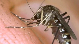 Arkansas Officials Confirm Zika Virus Case, And It Could Spread - Newsy