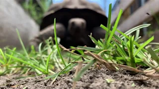 Giant Tortoises from a Perspective You've Never Seen Before!