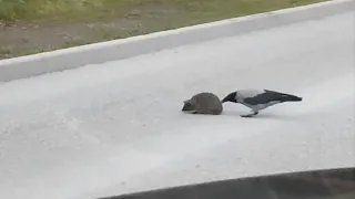 Crow Helps Hedgehog Cross The Street