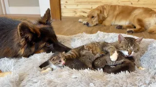 Adorable German Shepherd Helps Mama Cat Babysit Her Kittens