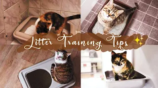 Cat Litter Training Tips | Paano Turuan ang Pusa sa Paggamit ng Litter Box
