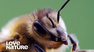 A Bee's Diary | Love Nature