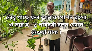 লেবু গাছে ফল আনার গোপন রহস্য ও তার A - Z পরিচর্যা চলুন জেনে নেওয়া যাক ।