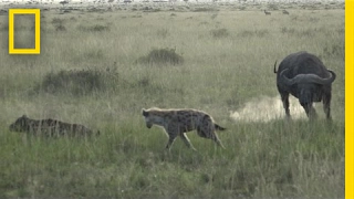 Watch: Buffalo Herd Charges Hyenas to Defend Calf | National Geographic