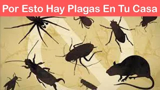 🐞11 PLAGAS del HOGAR y su SIGNIFICADO EMOCIONAL: Abejas, Chinches, Hormigas, Lagartijas, Ratas, Aves