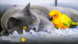 This Grumpy Cat & Bubbly Parakeet Are ‘Frenemies’ 🦜🐈‍⬛ Smithsonian Channel