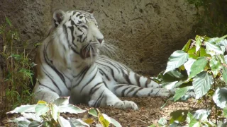 White Siberian Tiger Yawn - Loro Parque