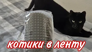 🐈‍⬛🐈‍⬛Наши Коты в Испании🇪🇦🐈‍⬛🐈‍⬛Как они устроились  на Югах🌞🌊