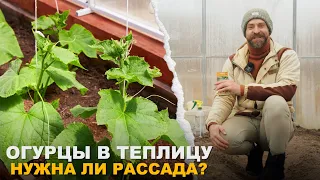 СУПЕР ОГУРЦЫ ДЛЯ ТЕПЛИЦЫ. Правила посева рассады.