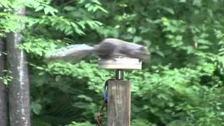 Squirrel Spinning - Hang on!