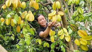 Harvesting Star Fruit & Selling it to the market - Taking care of animals - Cooking nutritious meals