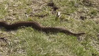 Adder Snake at Porthgwarra near Lands End in Cornwall UK