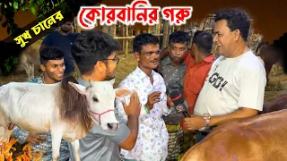 কোরবানির ছোট মাঝারি গরু কত দামে বেচতে চায়, সুখ চান! গাবতলী গরুর হাট ২০২৪