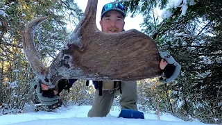 10 Day Moose Shed Hunt 2023