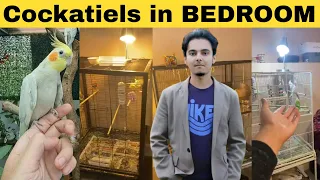 How to breed Cockatiels part 157 Urdu Hindi Punjabi | Cockatiel Breeding Solutions | AHSAN PETs