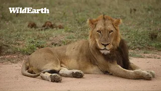 SafariLIVE Sunrise - 19 May 2024