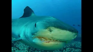 Tiger Shark Removes Heart in Single Shoulder Bite