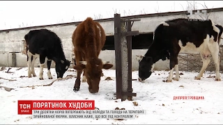 Волонтери та ветеринари обурені умовами життя корів на Дніпропетровщині