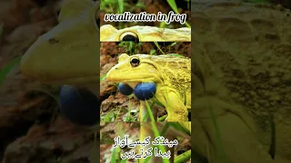 Vocalization in frog