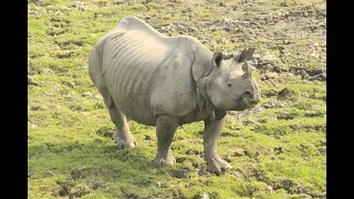 Rhinos at Kaziranga national park, Assam, India. Elephant safari and rhino jeep safari.