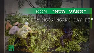 Đón “mưa vàng” sau đợt nắng nóng dài nhất trong gần 30 năm, TP.HCM ngổn ngang cây đổ | VTC14