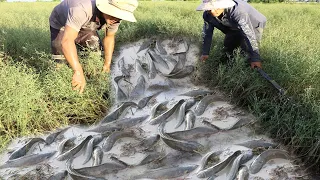 Smart Finding and Catching A Lot Of Catfish, Snail, Crab At Rice Field - Amazing Fishing Under Grass