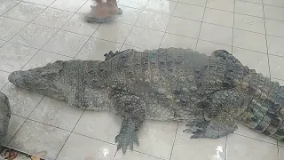 Шоу крокодилов в парке Ривьера