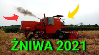 💥 BIZON z056 ROZPOCZĘCIE ŻNIW 💥 sezon 2021