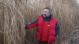 Промышленная плантация Мискантус Гигантский три года/ Miscanthus giganteus 3 years old