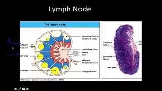 Immunology: Primary and Secondary lymphoid Tissue