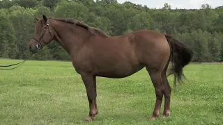 Breed Spotlight: Canadian Horse